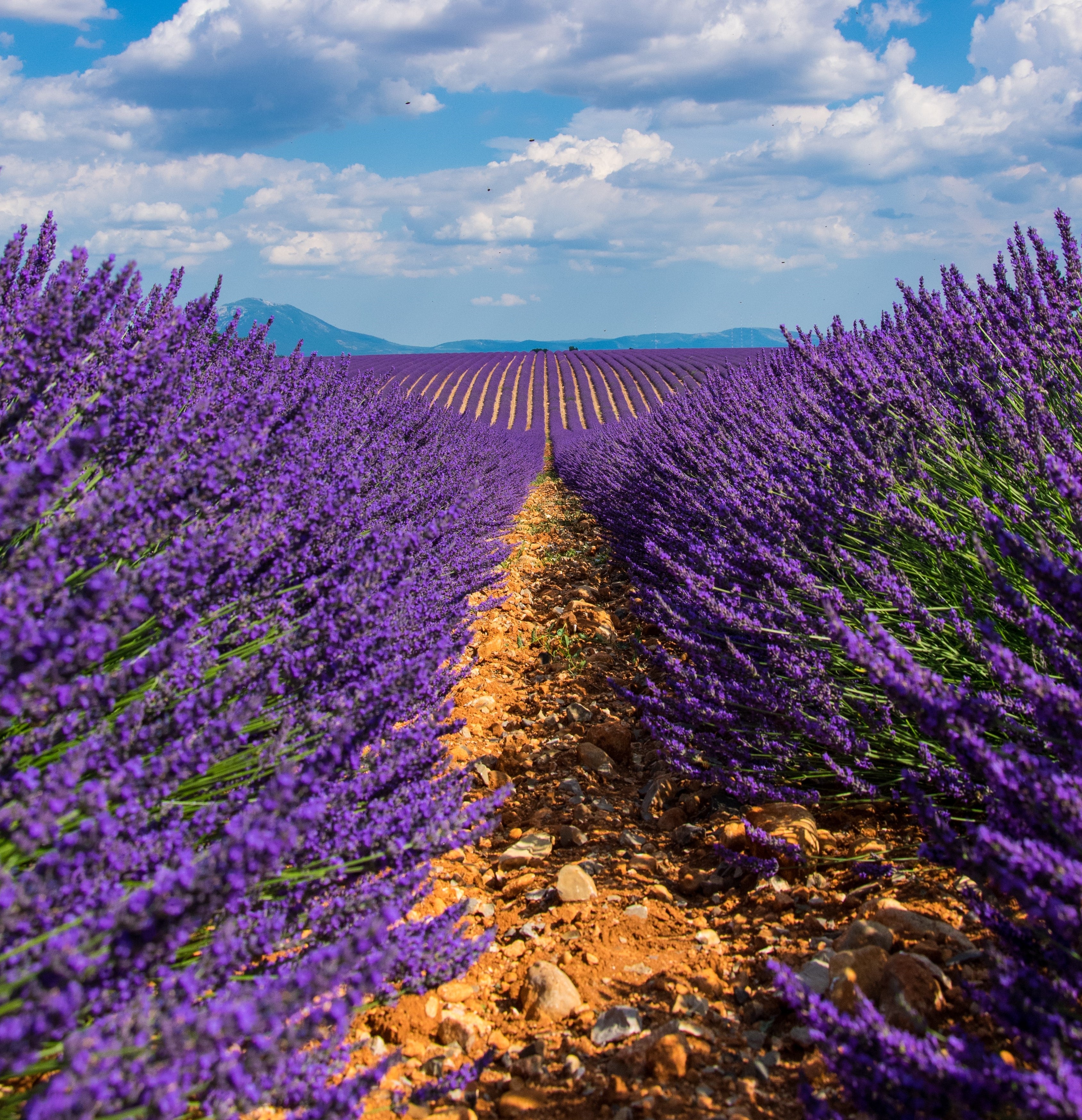 Aromatic Fougere Family