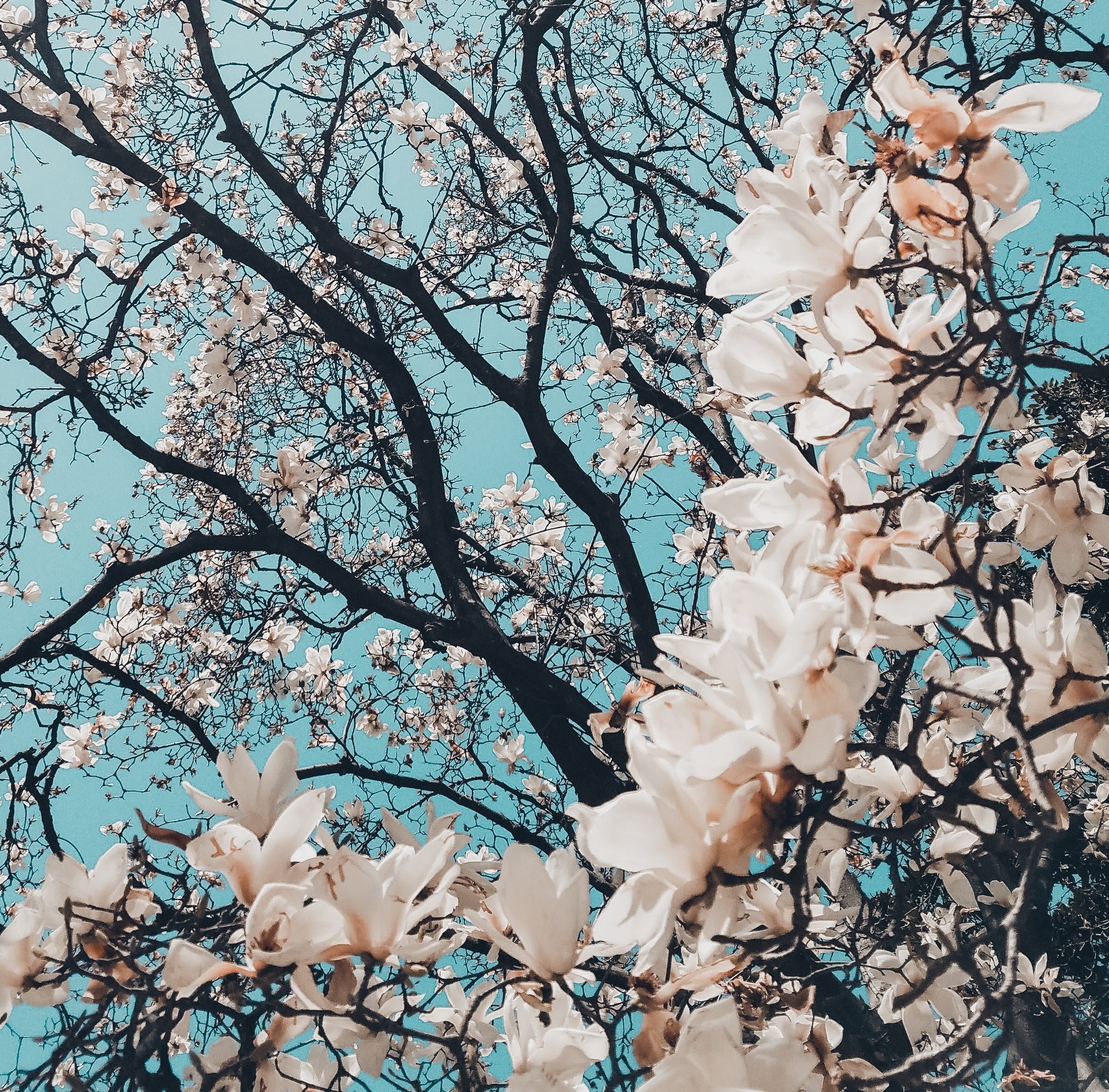 Floral Group
