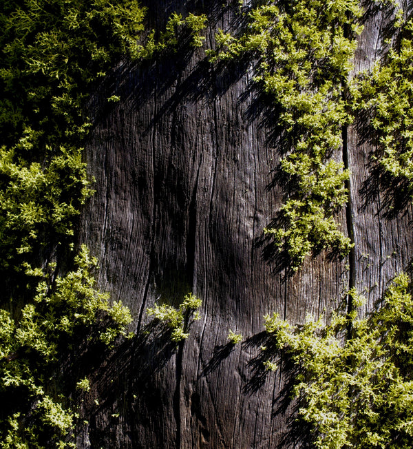 Mossy Woods Family