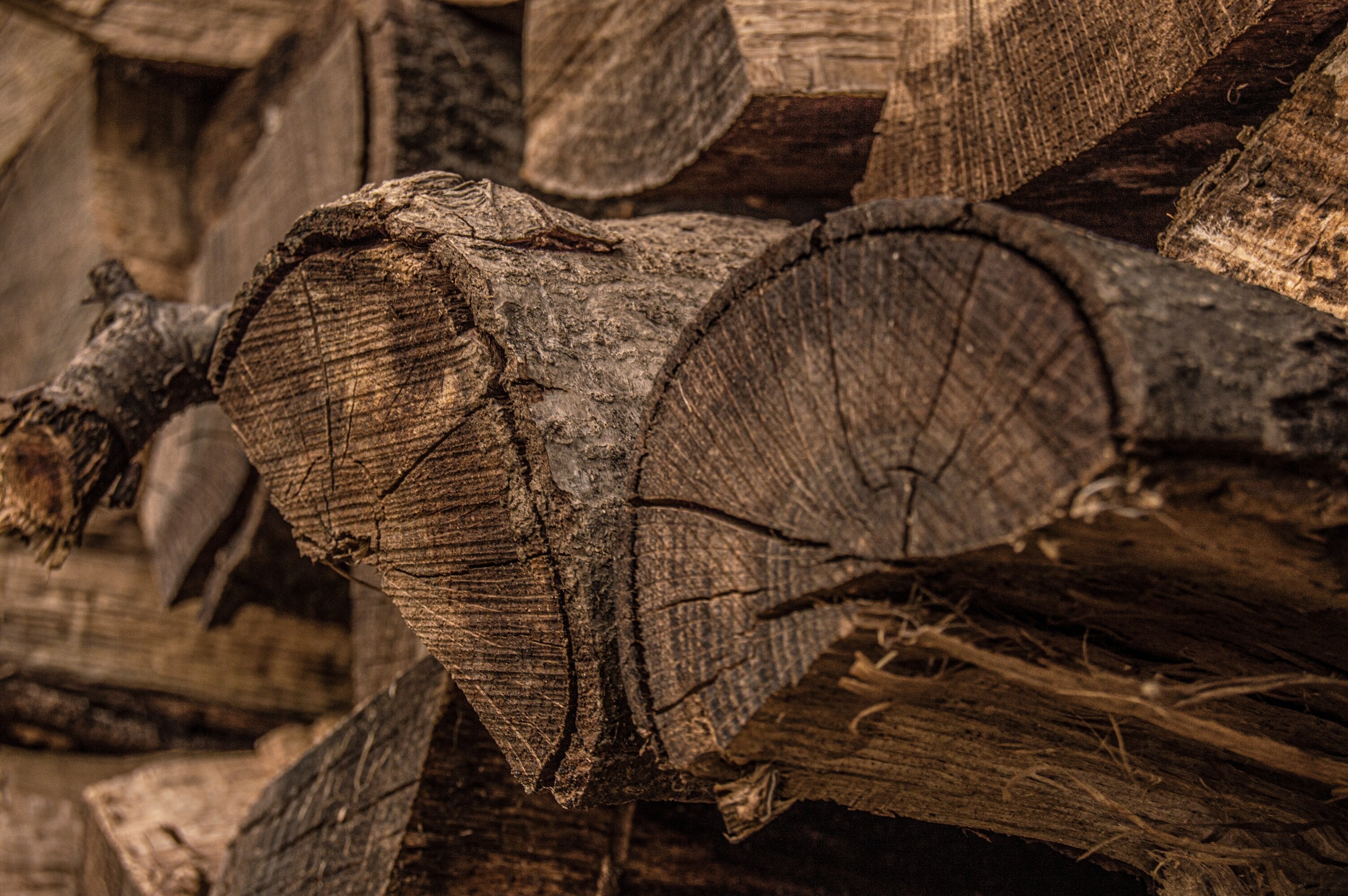 Dry Woods Family